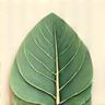 Icône représentant des feuilles stylisées et un rouleau de tissu, symbolisant les matériaux durables.